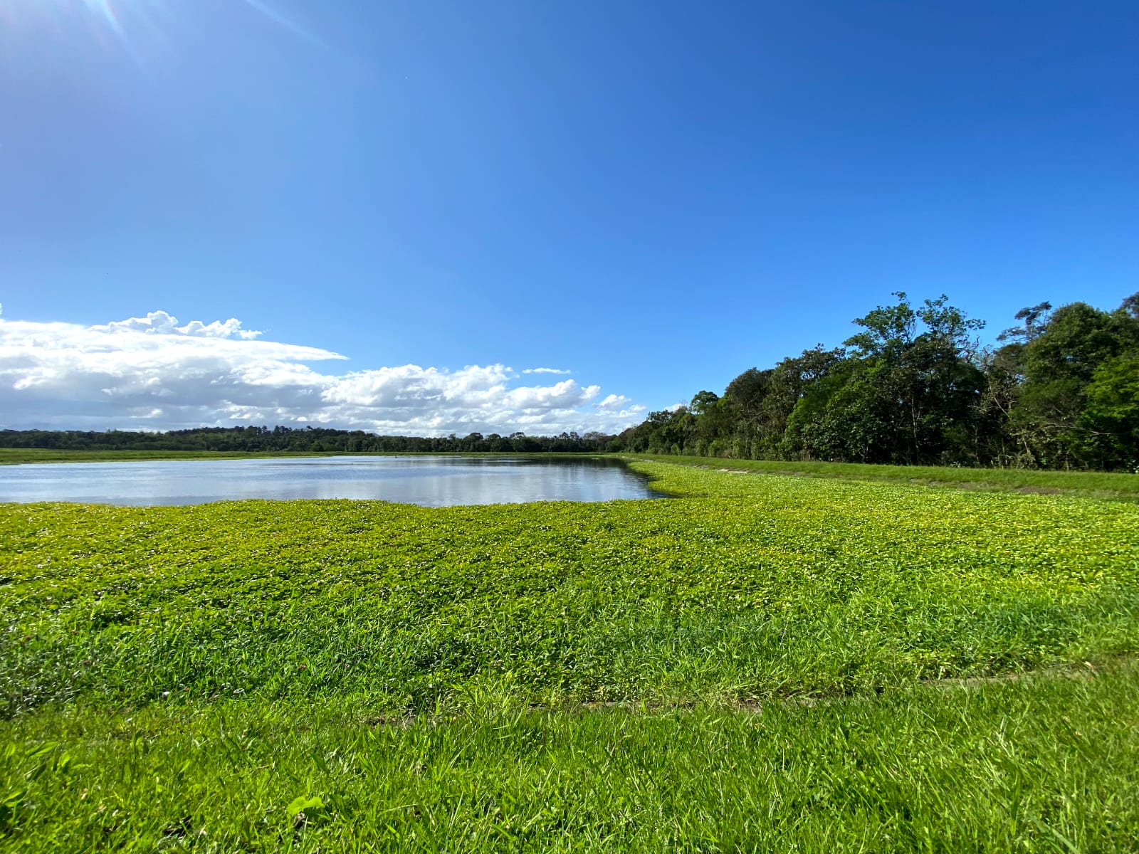 Phytorestore Brasil inicia os estudos de revitalização das lagoas da Estação de Tratamento de Esgoto do Jarivatuba